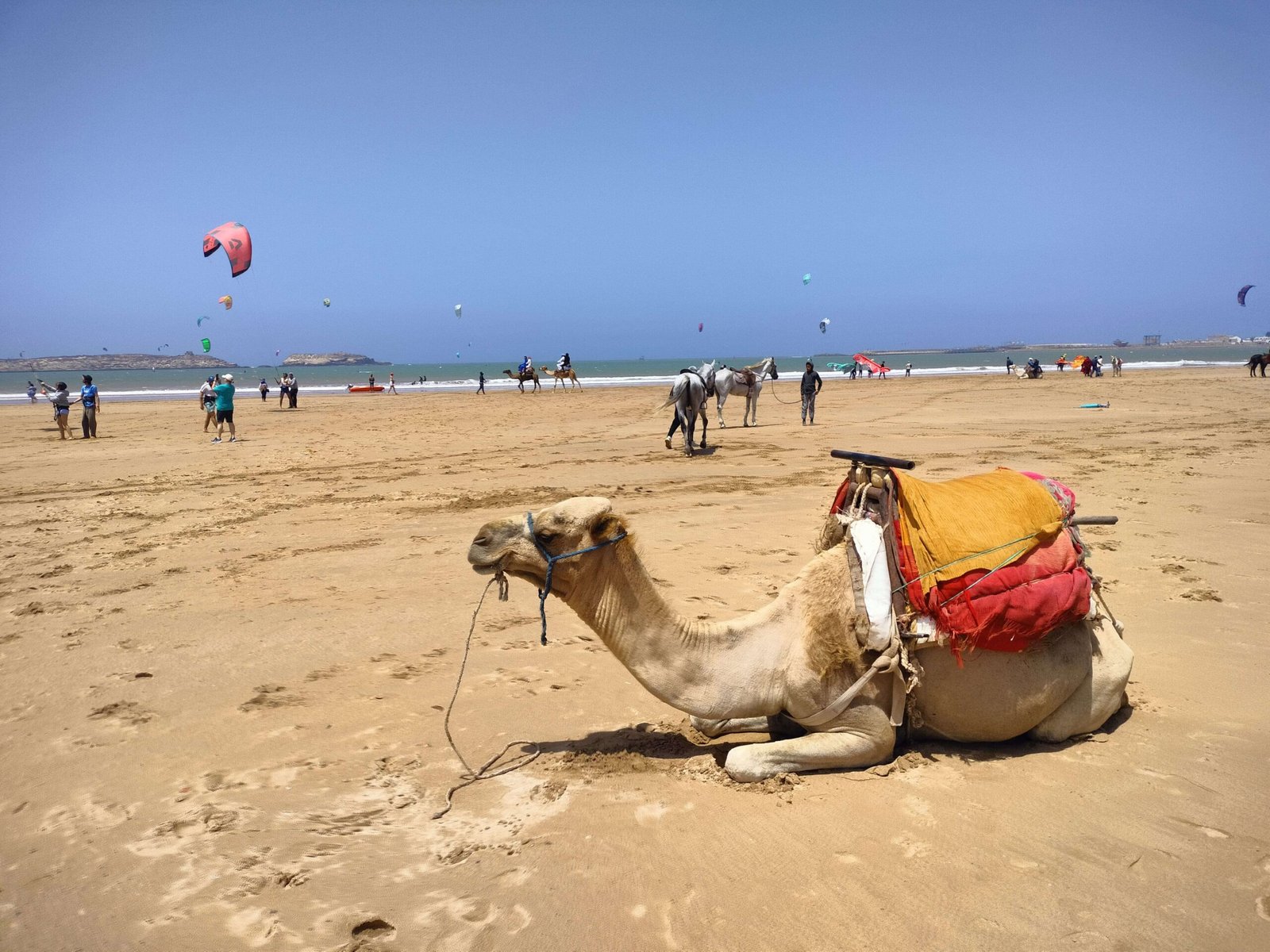 Riding Camels in Essaouira - Best time to Visit Morocco Essaouira -  Tours in All Morocco